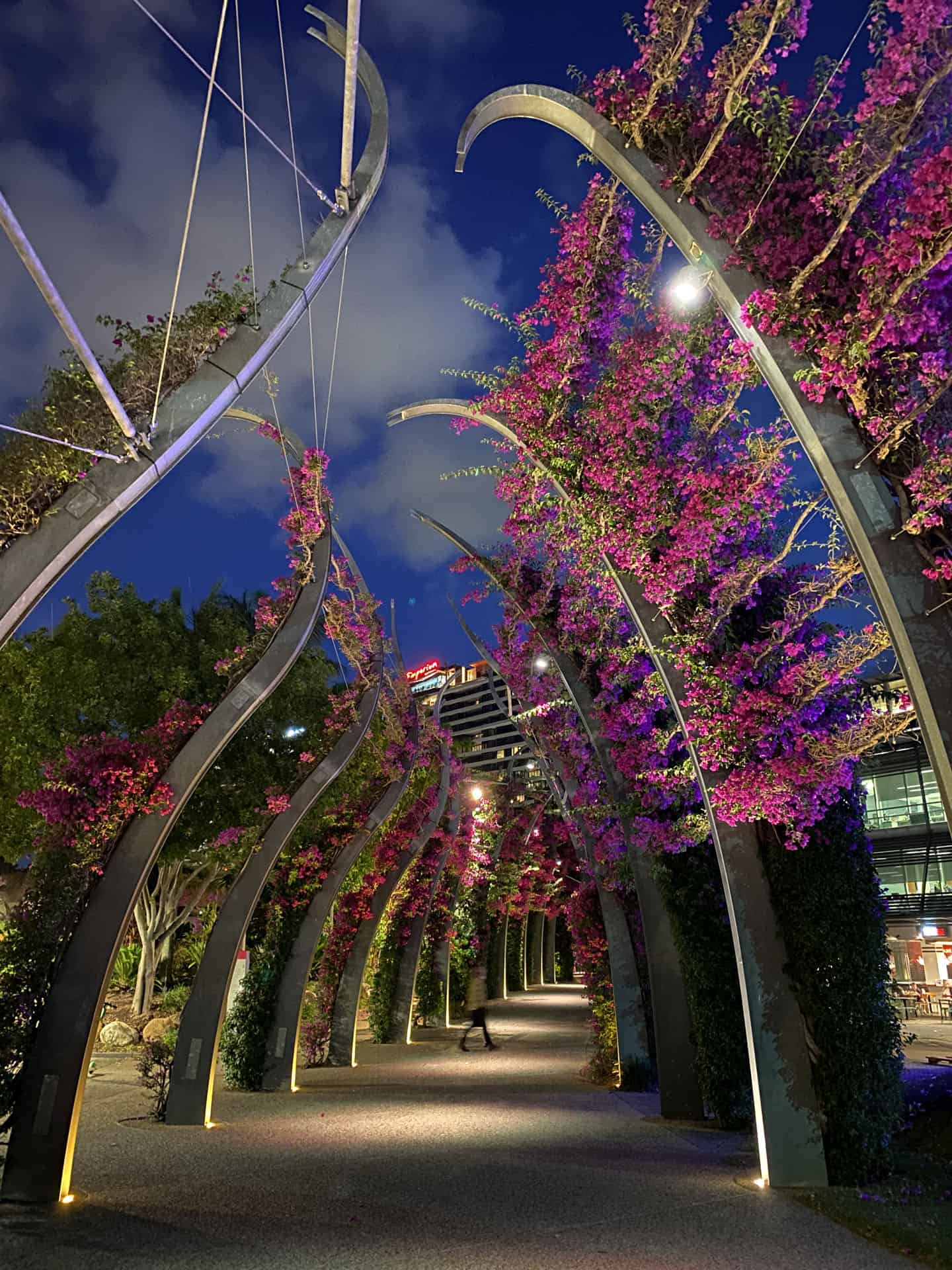 Illuminated South Bank walkway in Brisbane with flowering bougainvillea and city lights